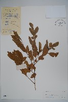 藏品(亮葉冬青)的圖片