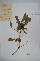 藏品(臺灣糊樗)的圖片