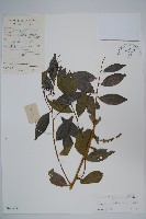 藏品(廣州山柑)的圖片