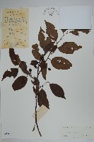 藏品(沙壩冬青)的圖片