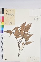 藏品(反刺苦櫧)的圖片