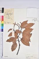 藏品(美葉石櫟)的圖片