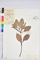 藏品(阿里山三斗石櫟、硬斗柯)的圖片