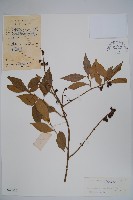 藏品(東方野扇花)的圖片