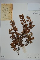 藏品(凹葉冬青)的圖片