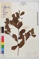 藏品(鈍齒鼠李)的圖片