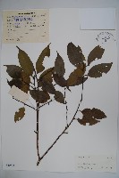 藏品(臺灣糊樗)的圖片