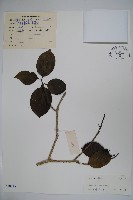 藏品(鐵冬青)的圖片