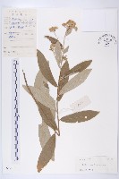 藏品(羊耳菊)的圖片