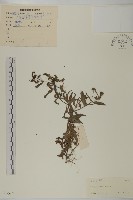 藏品(鱧腸)的圖片