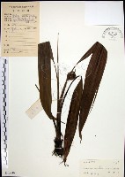 藏品(船子草、船仔草)的圖片