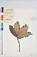 藏品(黧蒴栲)的圖片