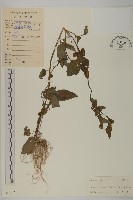 藏品(鬼針舅)的圖片