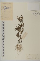 藏品(白花鬼針)的圖片