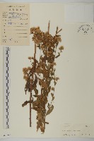 藏品(山白蘭)的圖片