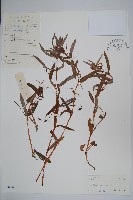 藏品(華鳳仙)的圖片