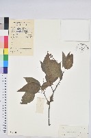 藏品(扛香藤)的圖片