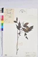 藏品(日本五月茶、南投五月茶)的圖片