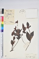 藏品(雙角杜鵑)的圖片