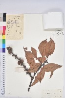 藏品(美葉石櫟)的圖片