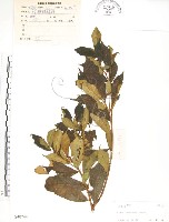 藏品(天仙果、臺灣榕)的圖片