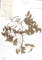 藏品(尖葉木藍)的圖片