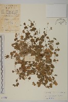 藏品(荷蓮豆)的圖片