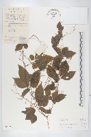 藏品(絞股藍)的圖片