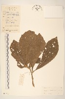 藏品(大葉斑鳩菊)的圖片