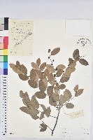 藏品(葉底珠、市蔥密花葉底珠)的圖片