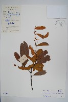 藏品(瓜馥木)的圖片