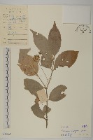 藏品(大丁黃)的圖片