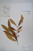 藏品(小錦蘭)的圖片