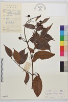 藏品(亮葉雀梅藤)的圖片