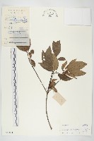 藏品(香港四照花)的圖片