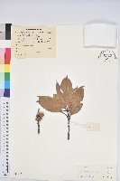 藏品(阿里山三斗石櫟、硬斗柯)的圖片