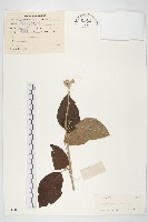 藏品(鈍葉朝顏)的圖片