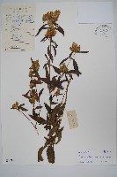 藏品(鱗花草)的圖片