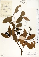 藏品(海南厚殼桂、土楠)的圖片