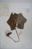 藏品(八角蓮)的圖片