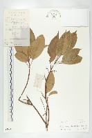 藏品(亮葉杜英)的圖片