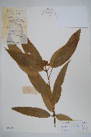 藏品(變葉樹參)的圖片