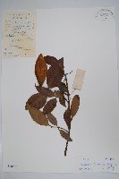 藏品(尖山橙)的圖片