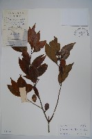 藏品(毛葉冬青)的圖片