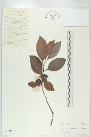 藏品(山紅柿)的圖片