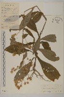 藏品(裡白艾納香)的圖片