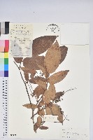 藏品(小果南燭)的圖片