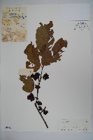 藏品(朱紅水木)的圖片