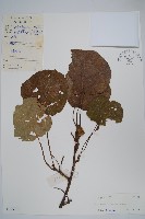 藏品(獼猴桃、奇異果)的圖片