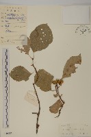 藏品(南蛇藤)的圖片